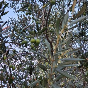 ¿Cómo hacer aceitunas en casa? | Beneficios 2 Olivo Aceitunas