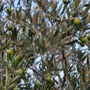 ¿Cómo hacer aceitunas en casa? | Beneficios 3 Olivo Aceitunas