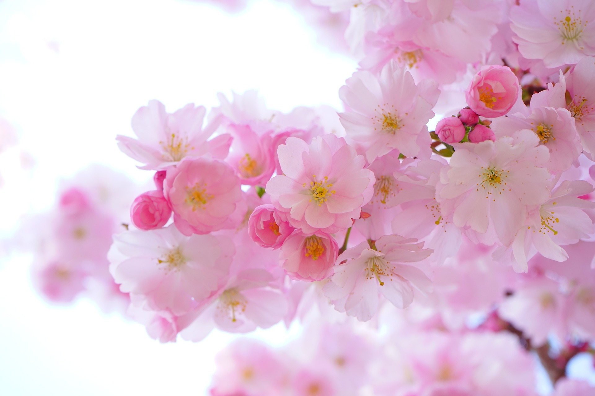 Hanami