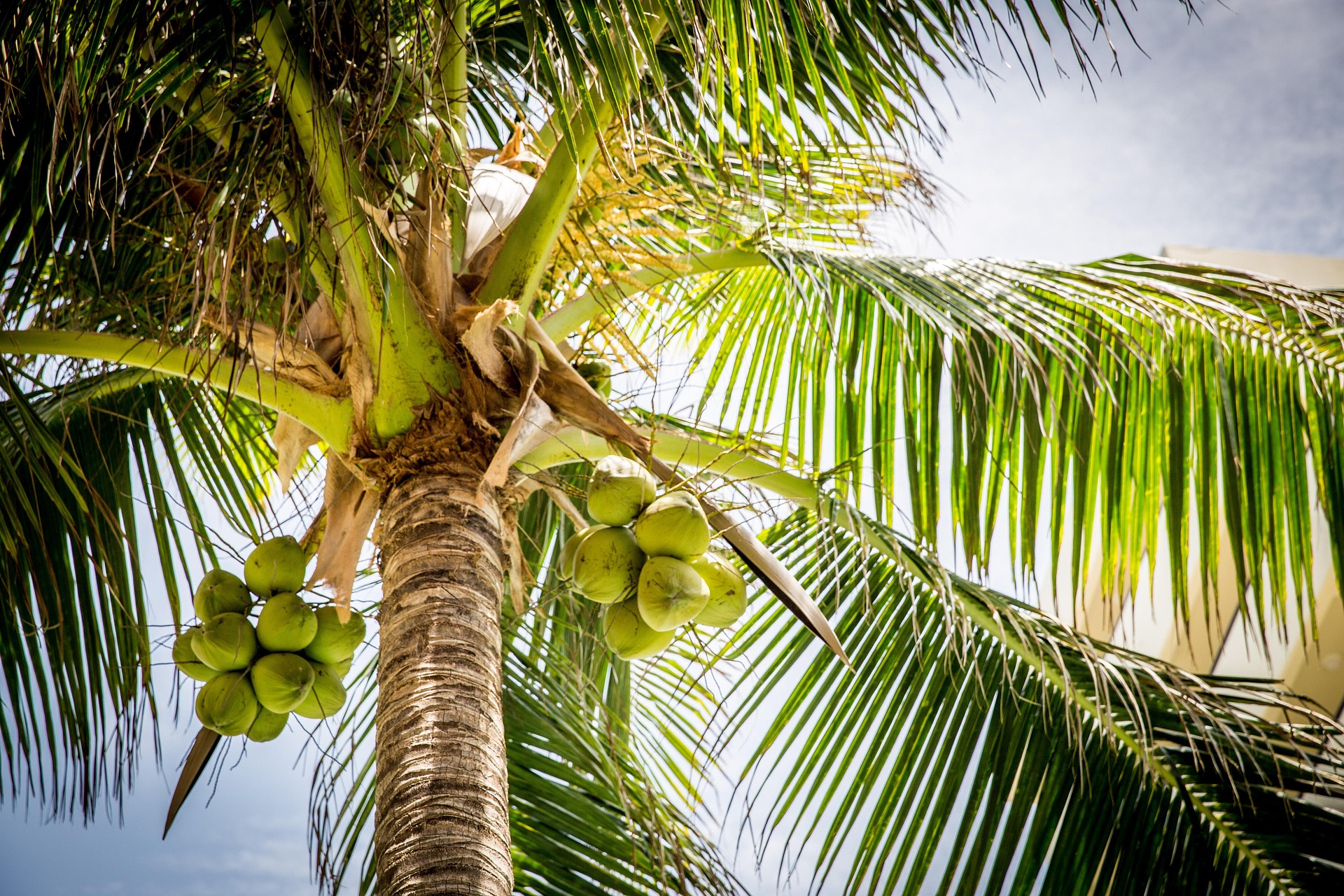 Agua de Coco
