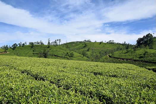 Tea Sencha