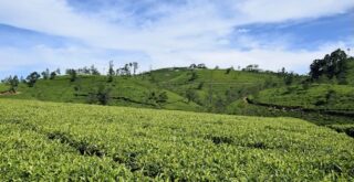 Tea Sencha